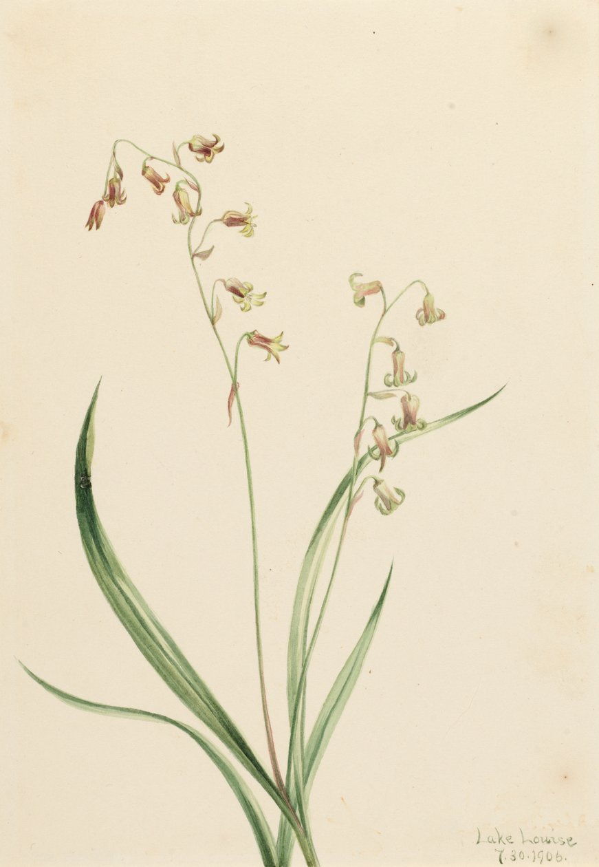 Bronzebells of Western Stenanthium, 1906. av Mary Vaux Walcott