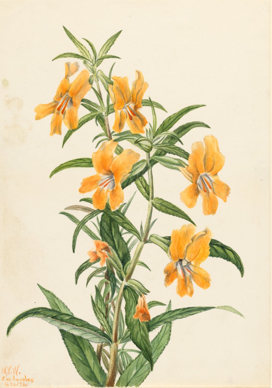 Buff Monkeyflower Diplacus longiflorus, 1926. av Mary Vaux Walcott