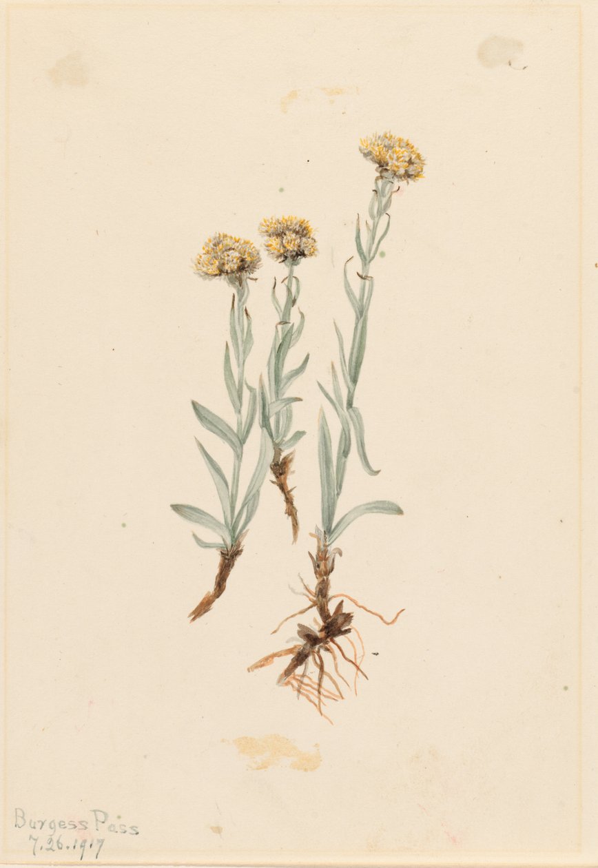 Buffelmusslor (Antennaria luzuloides) av Mary Vaux Walcott