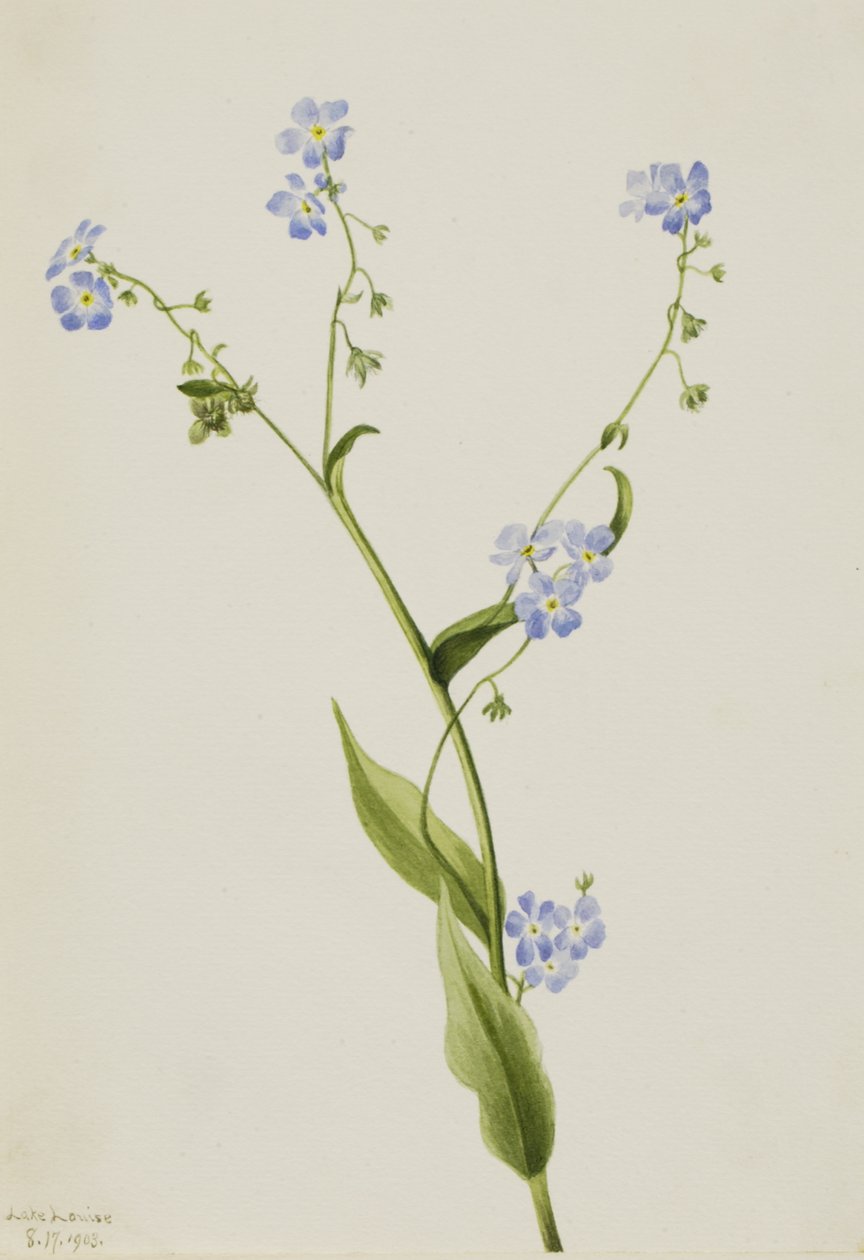 Bur-forgätmigej Lappula diffusa, 1903. av Mary Vaux Walcott