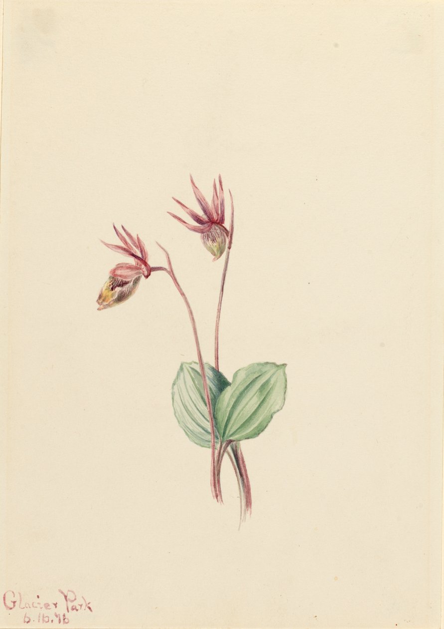 Calypso Cytherea bulbosa, 1916. av Mary Vaux Walcott