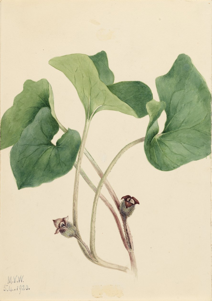 Kanadensisk vild ingefära (Asarum canadense) av Mary Vaux Walcott