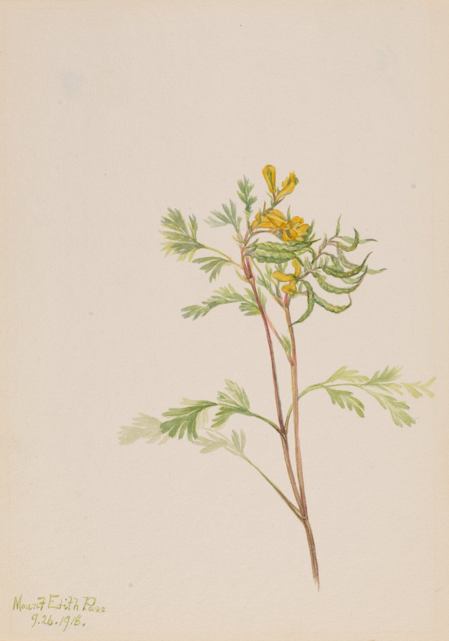 Capnoides aureum, 1918. av Mary Vaux Walcott