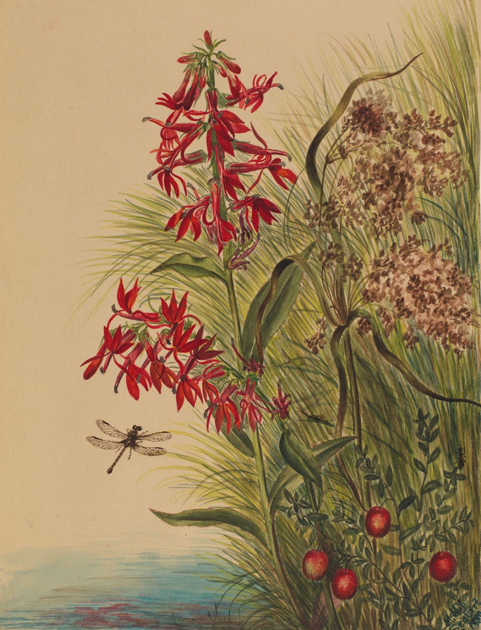 Kardinalblomma (Lobelia cardinalis) av Mary Vaux Walcott