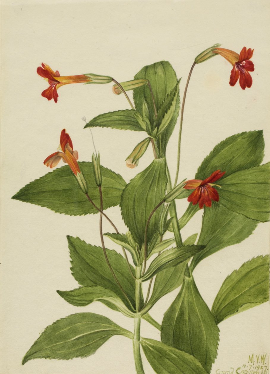 Cardinal Monkey Flower Mimulus cardinalis, 1927. av Mary Vaux Walcott