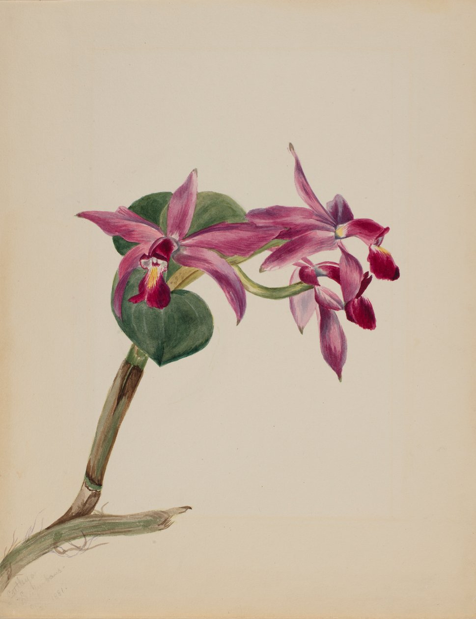 Cattlaya superbus av Mary Vaux Walcott