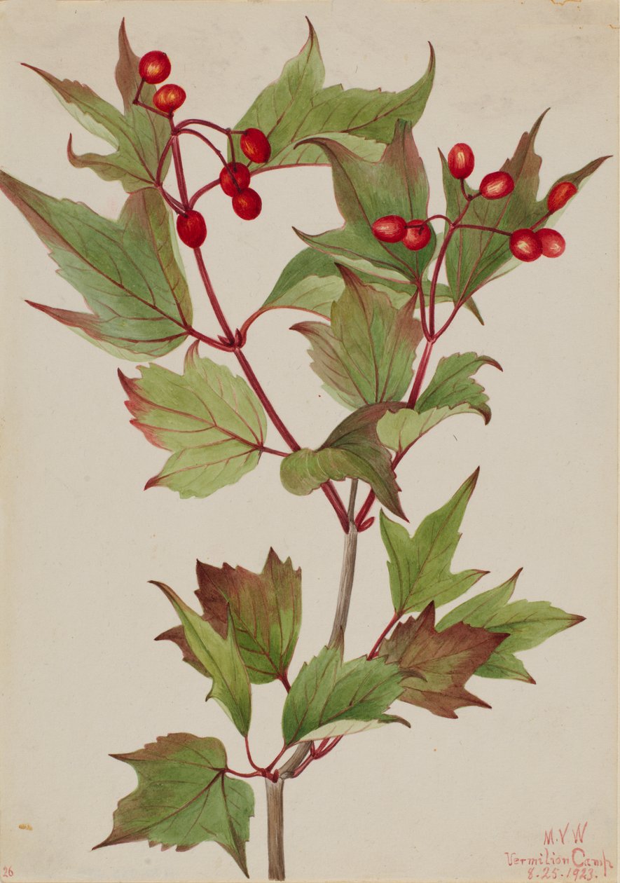 Tranbärsbuske Viburnum pauciflorum, 1923. av Mary Vaux Walcott