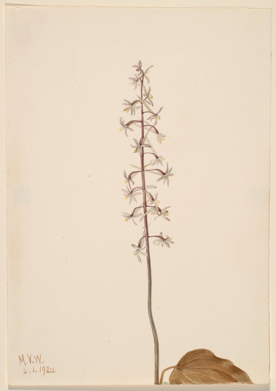 Kransflugeorkidé (Tipularia uniflora) av Mary Vaux Walcott