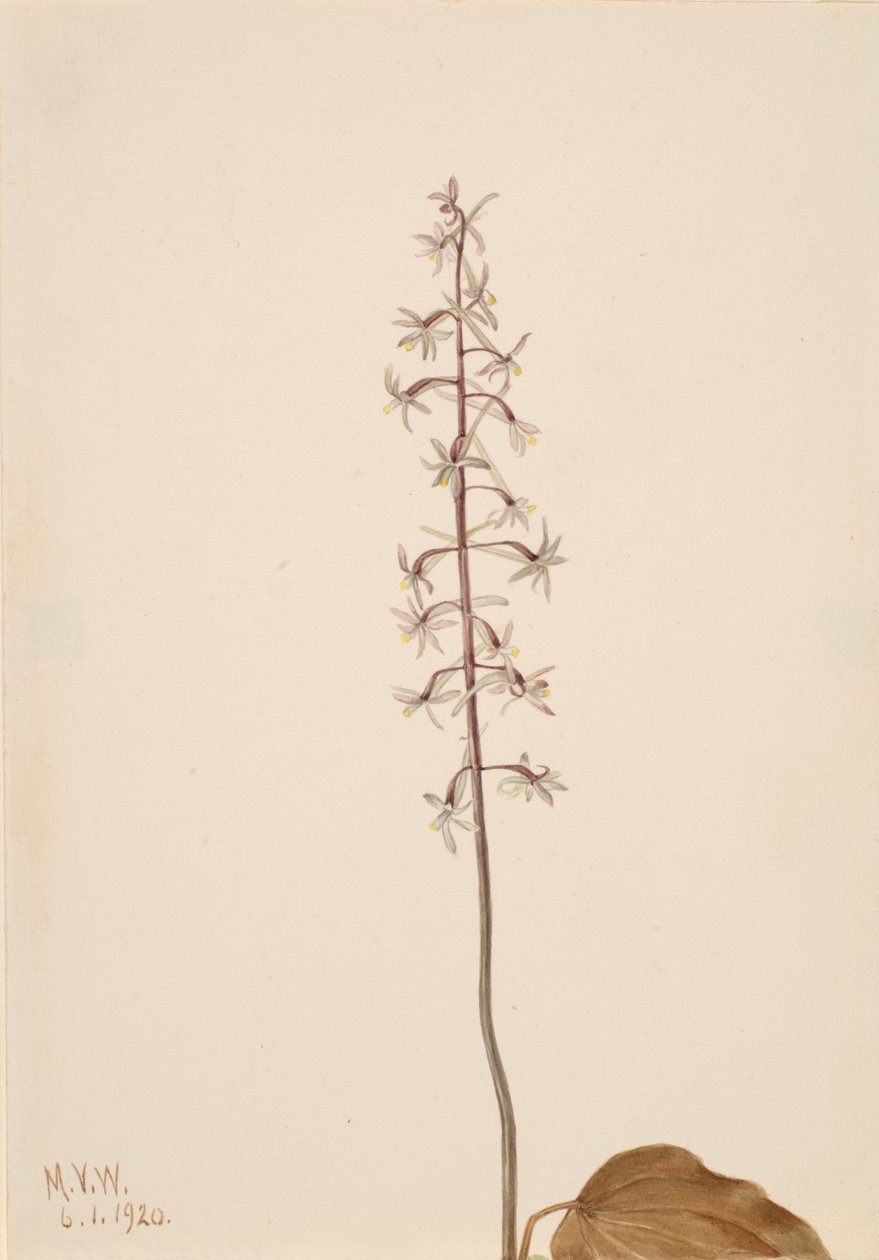 Crane-Fly Orchis Tipularia uniflora, 1920. av Mary Vaux Walcott