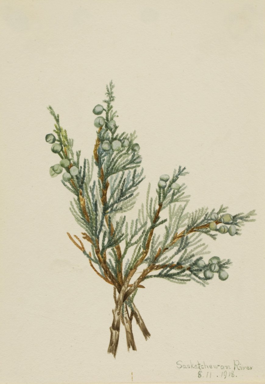 Krypande enbär (Juniperus horizontalis) av Mary Vaux Walcott