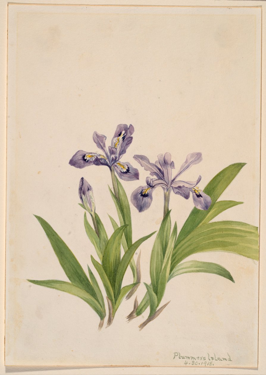 Crested Iris (Iris cristata) av Mary Vaux Walcott