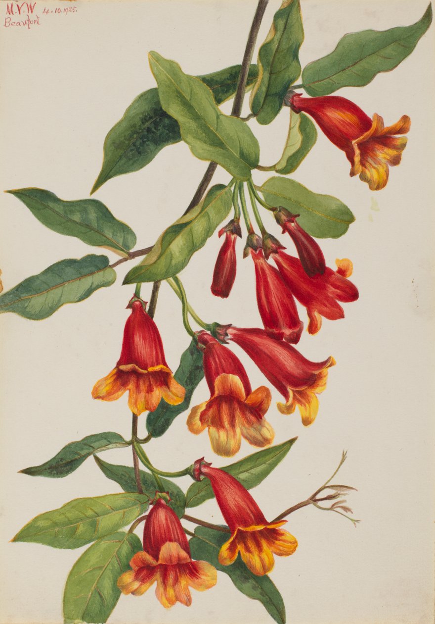 Crossvine Anisostichus capreolatus, 1925. av Mary Vaux Walcott