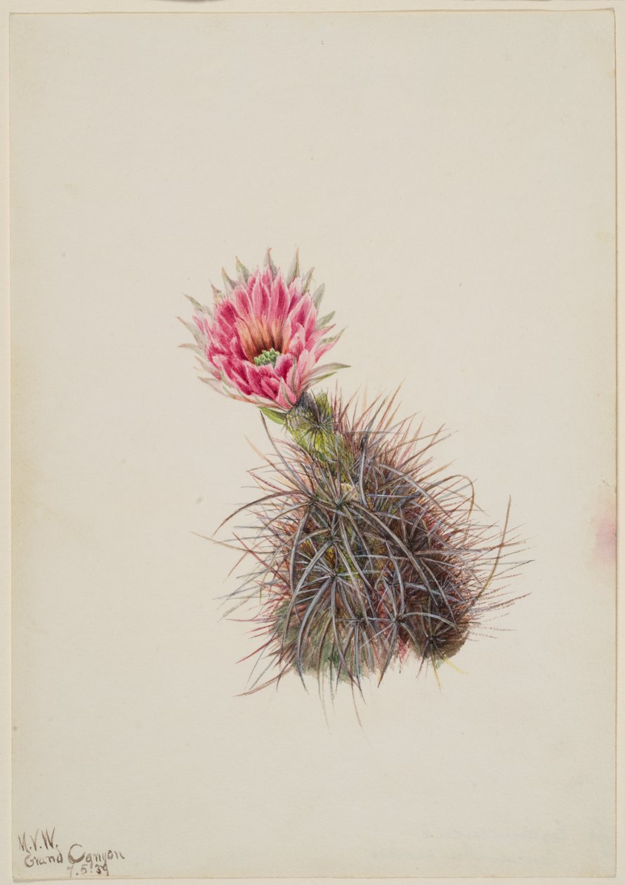 Gurkkaktus, 1939. av Mary Vaux Walcott