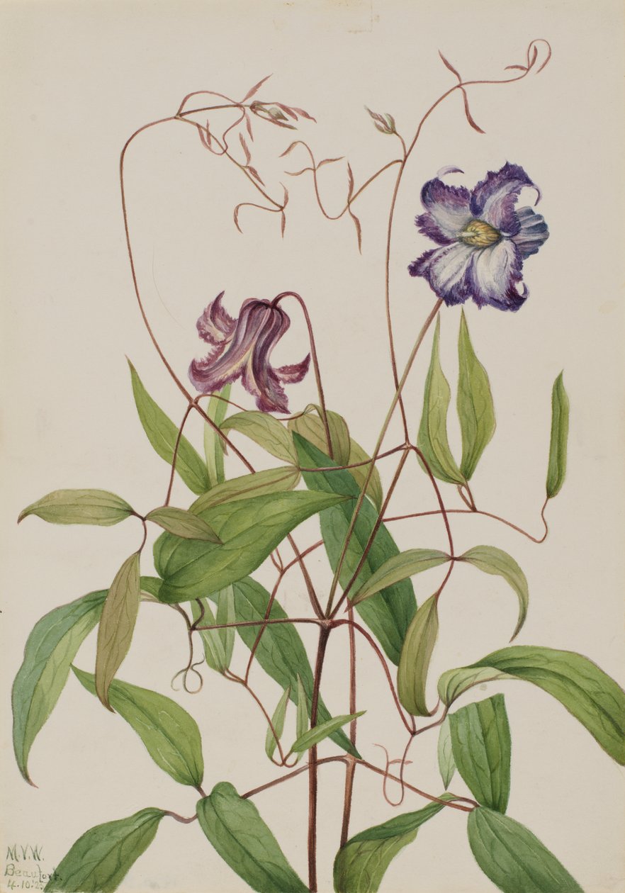 Curly Clematis Clematis curla, 1925. av Mary Vaux Walcott