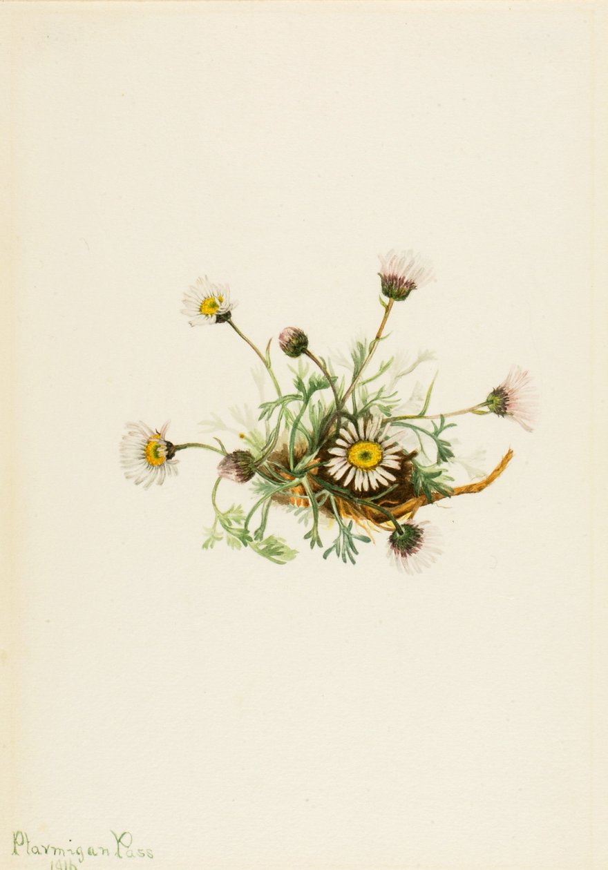Snittbladsväxter (Erigeron compositus) av Mary Vaux Walcott