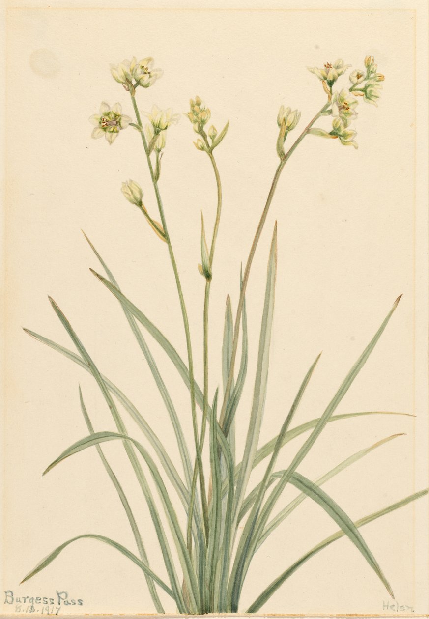 Dödscamas (Zygadenus elegans) av Mary Vaux Walcott