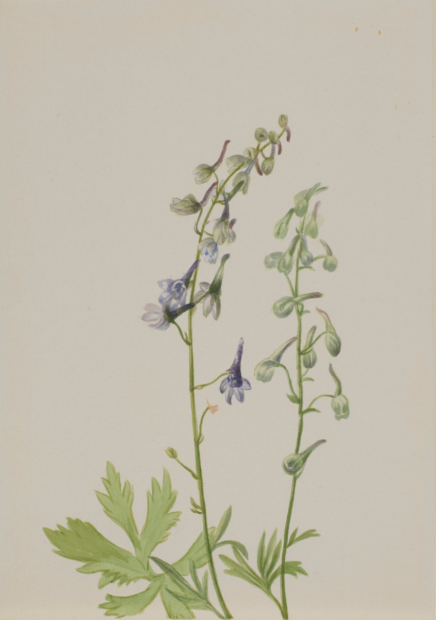 Delfiner (Delphinium scopulorum) av Mary Vaux Walcott
