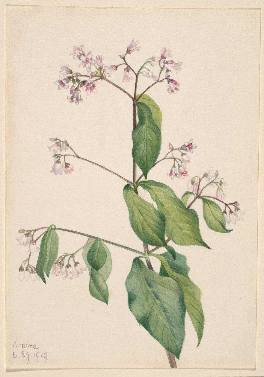Hundäxing (Apocyum androsaemfolium) av Mary Vaux Walcott