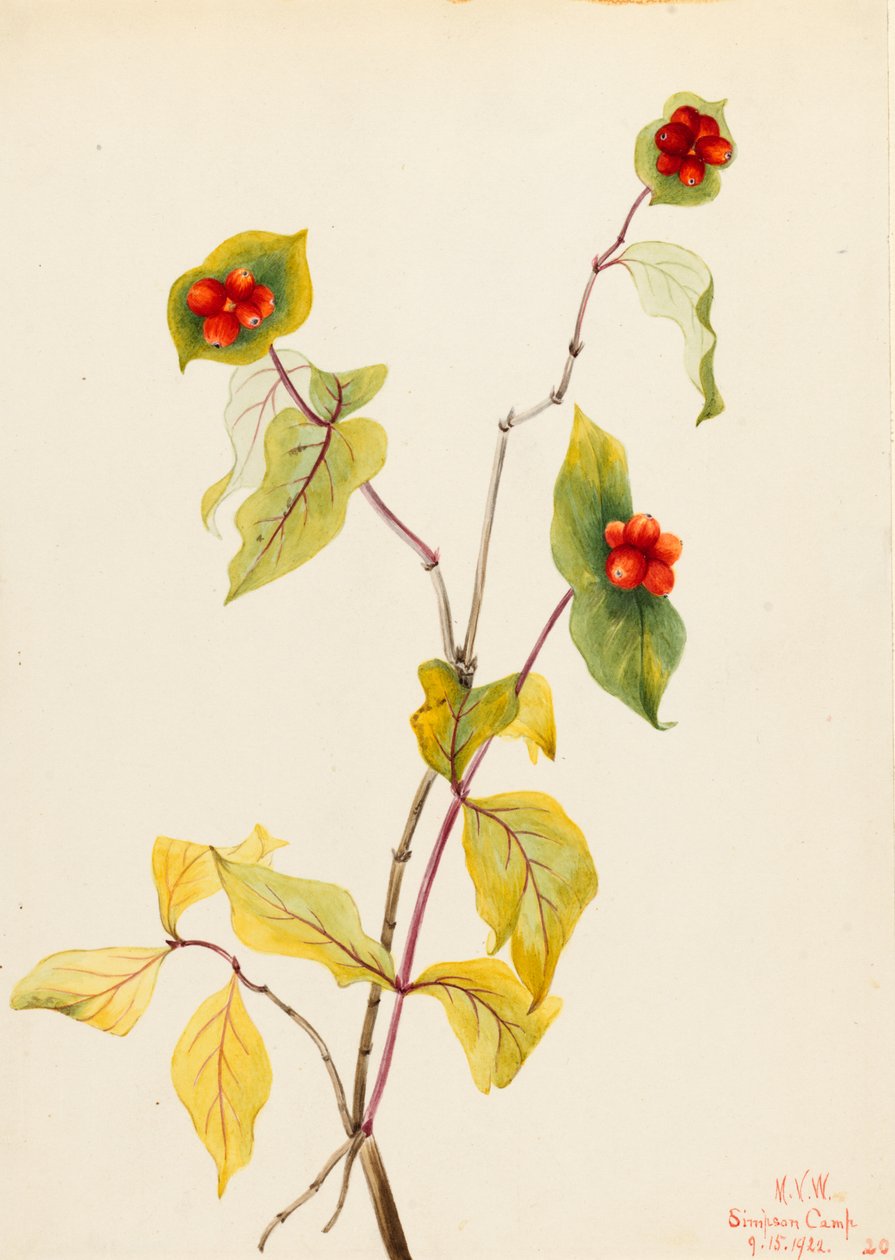 Douglas kaprifol (Lonicera glaucescens) av Mary Vaux Walcott