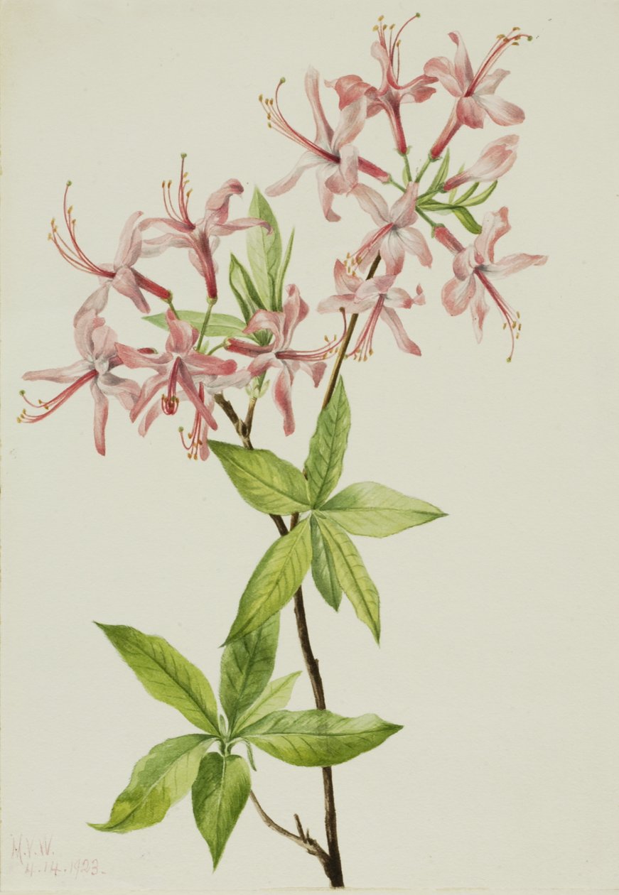 Downy Pinxter Bloom Azalea rosea, 1923. av Mary Vaux Walcott