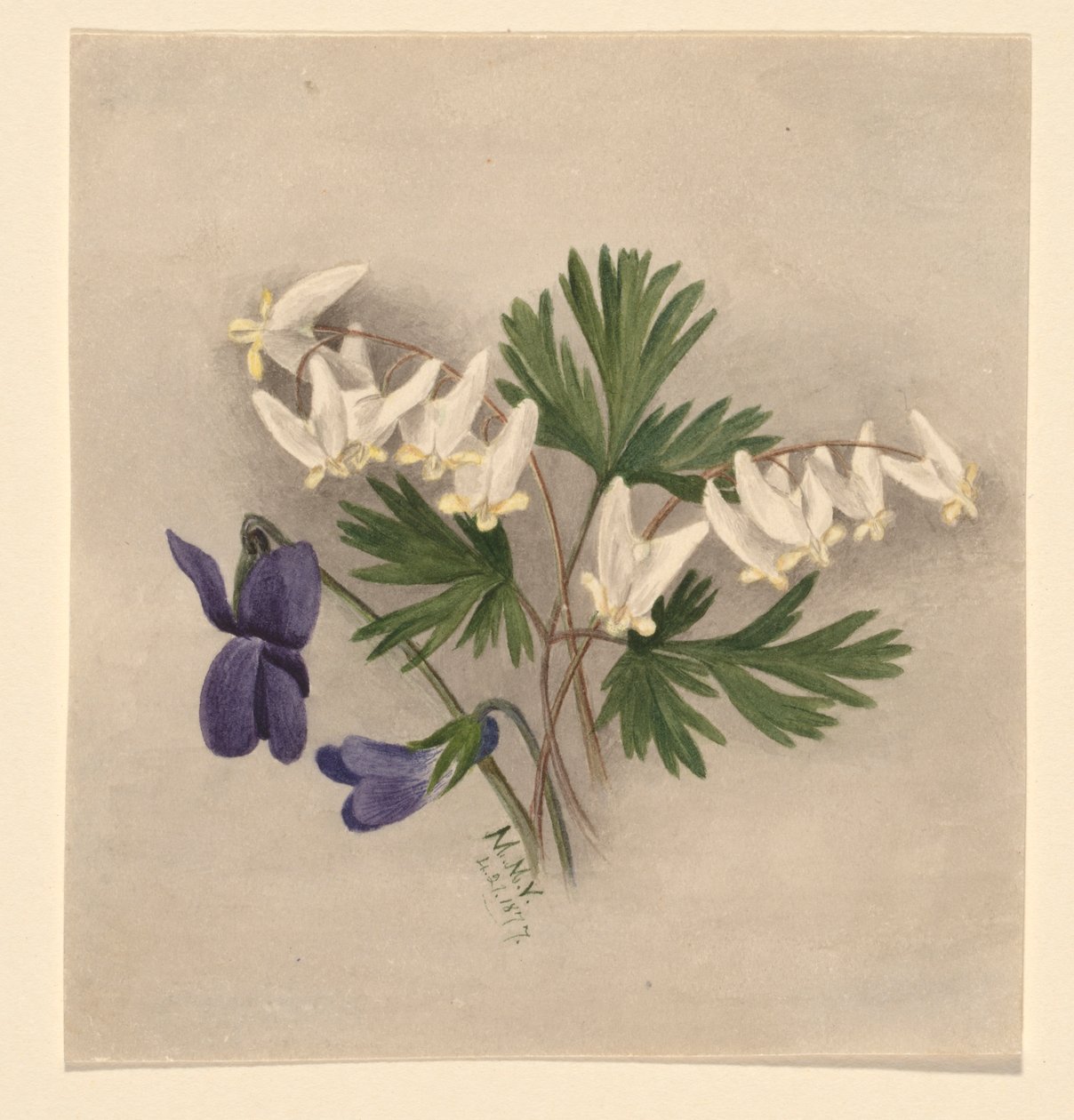 Holländarens byxor (Bikukulla cucullaria) av Mary Vaux Walcott
