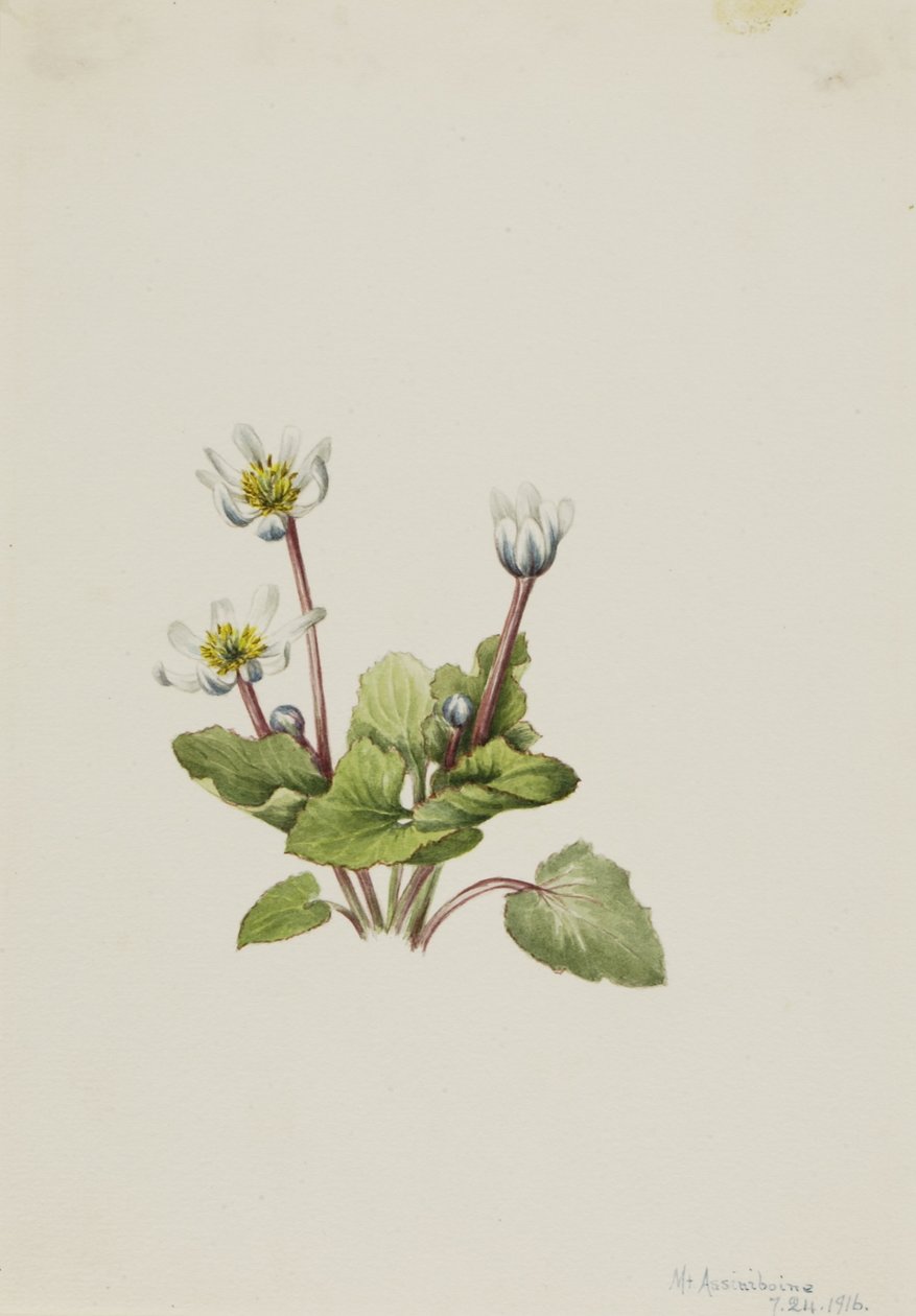 Elkslip (Caltha leptosepala) av Mary Vaux Walcott