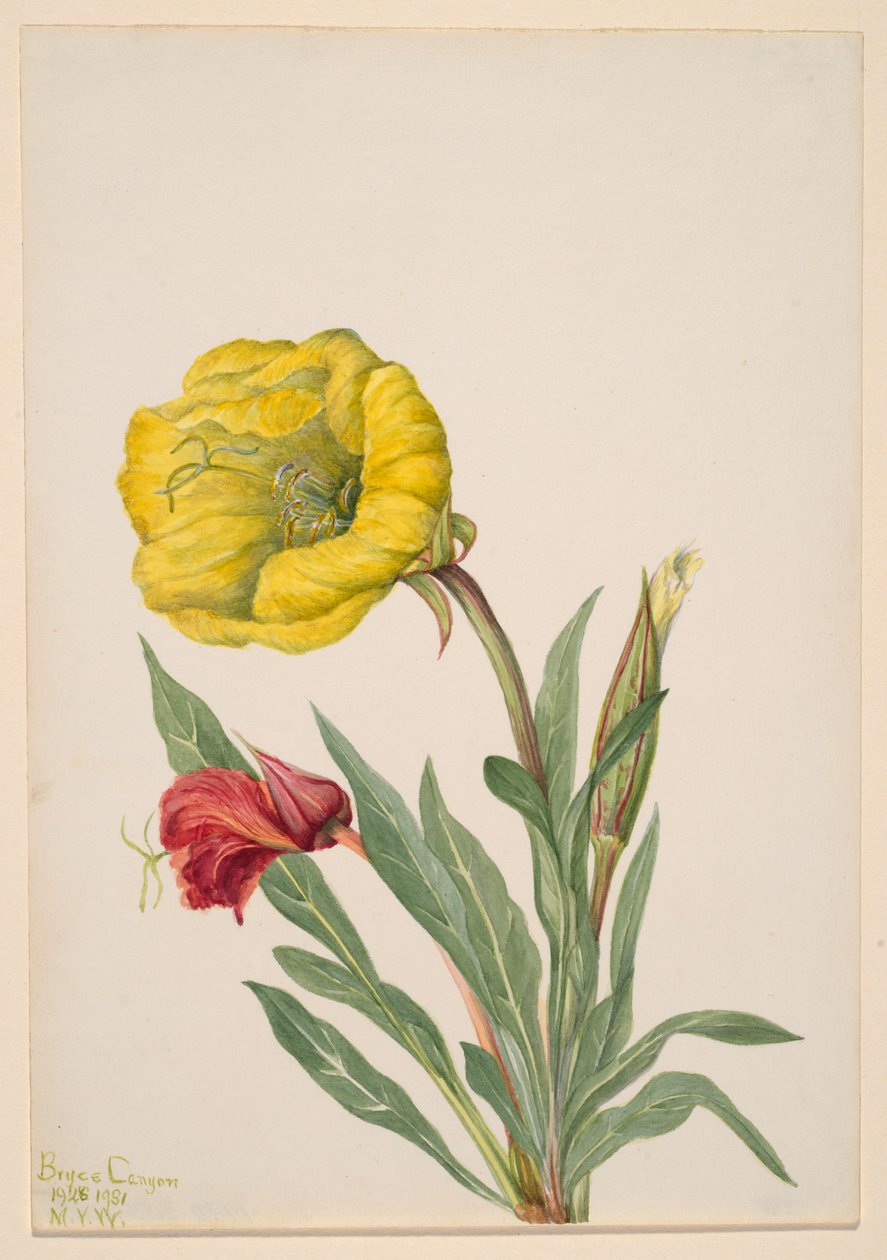 Nattljus (Oenothera howardi) av Mary Vaux Walcott