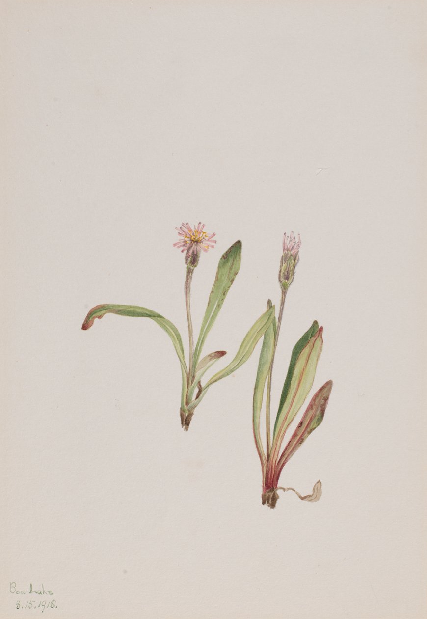 Falsk maskros Agoseris carnea, 1918. av Mary Vaux Walcott