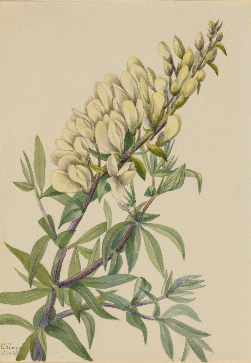 Falsk indigo (Baptista bructeata) av Mary Vaux Walcott