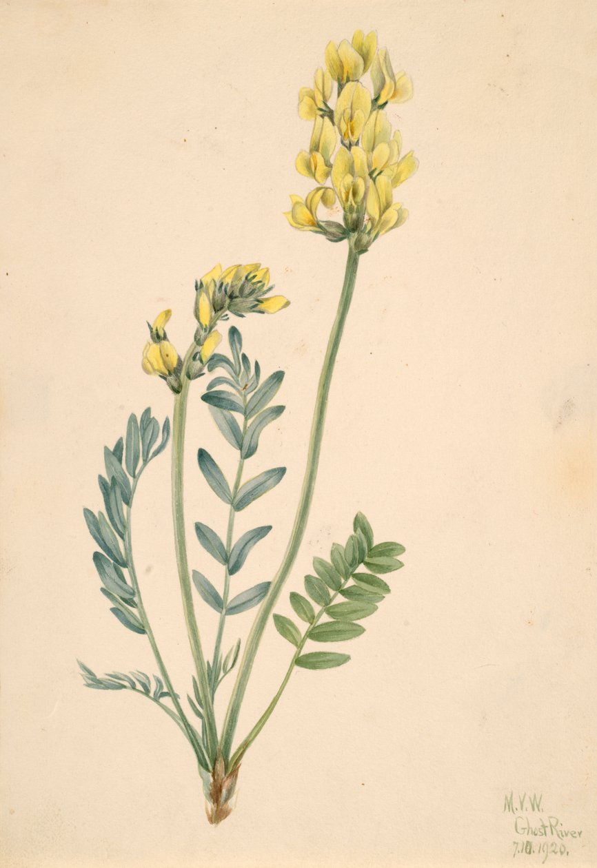 Falsk locoweed Oxytropia gracilis, 1920. av Mary Vaux Walcott