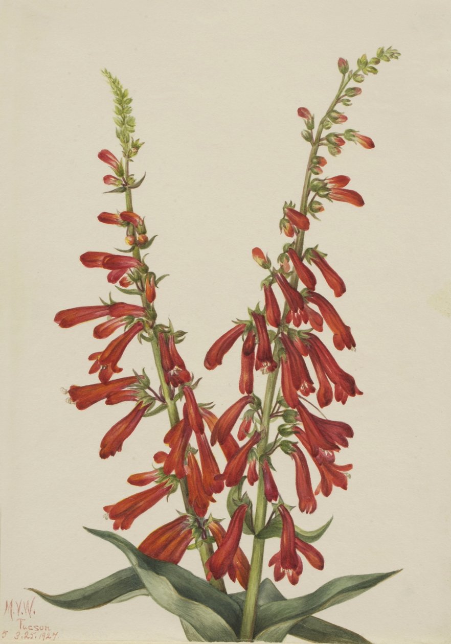 Eld Pentstemon (Pentstemon eatonii) av Mary Vaux Walcott
