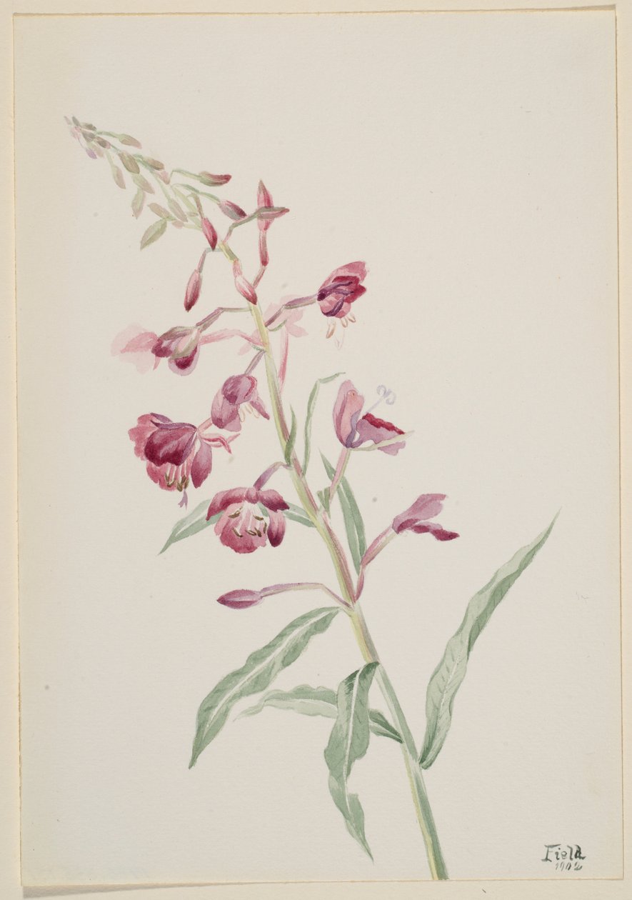 Brandgräs (Epilobium angustifolium) av Mary Vaux Walcott