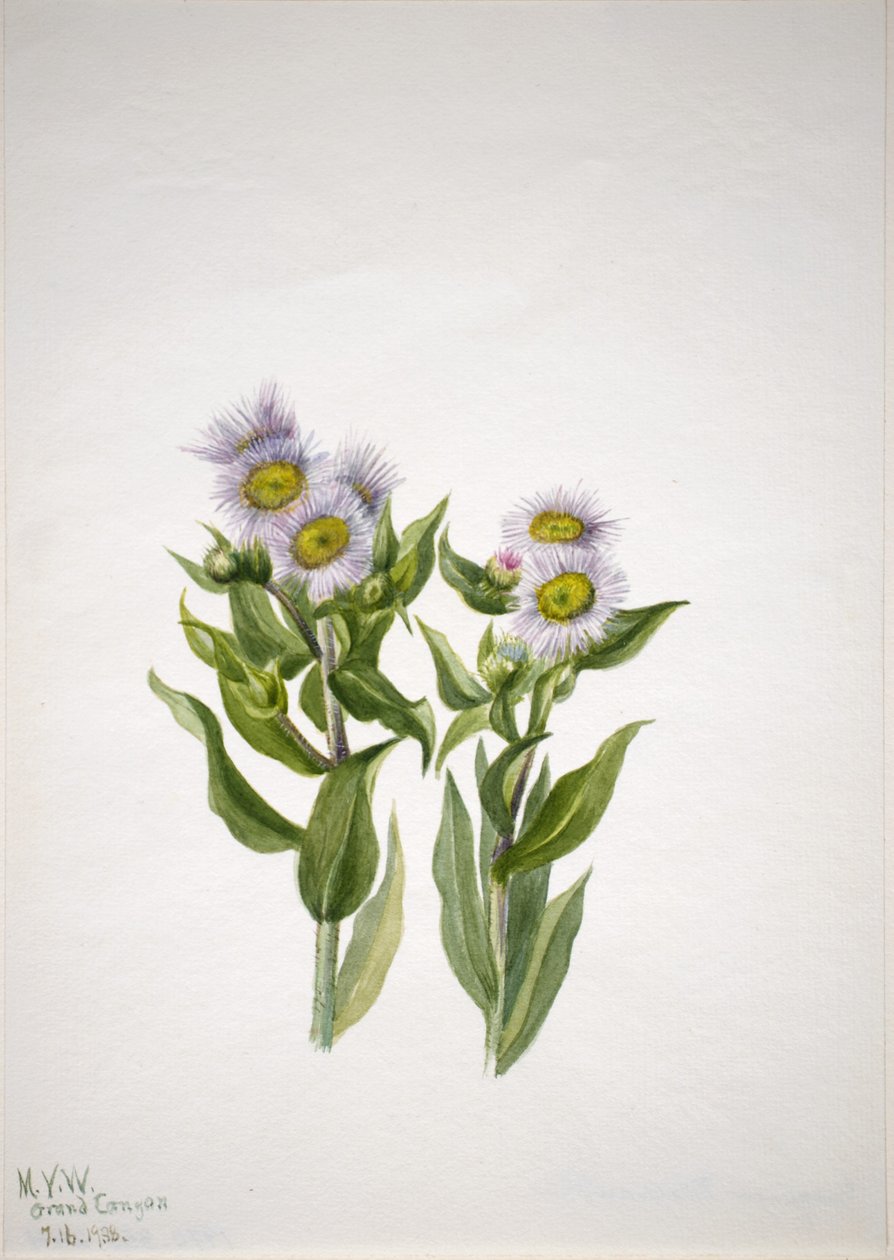 Flädervänderot (Erigeron macranthus) av Mary Vaux Walcott