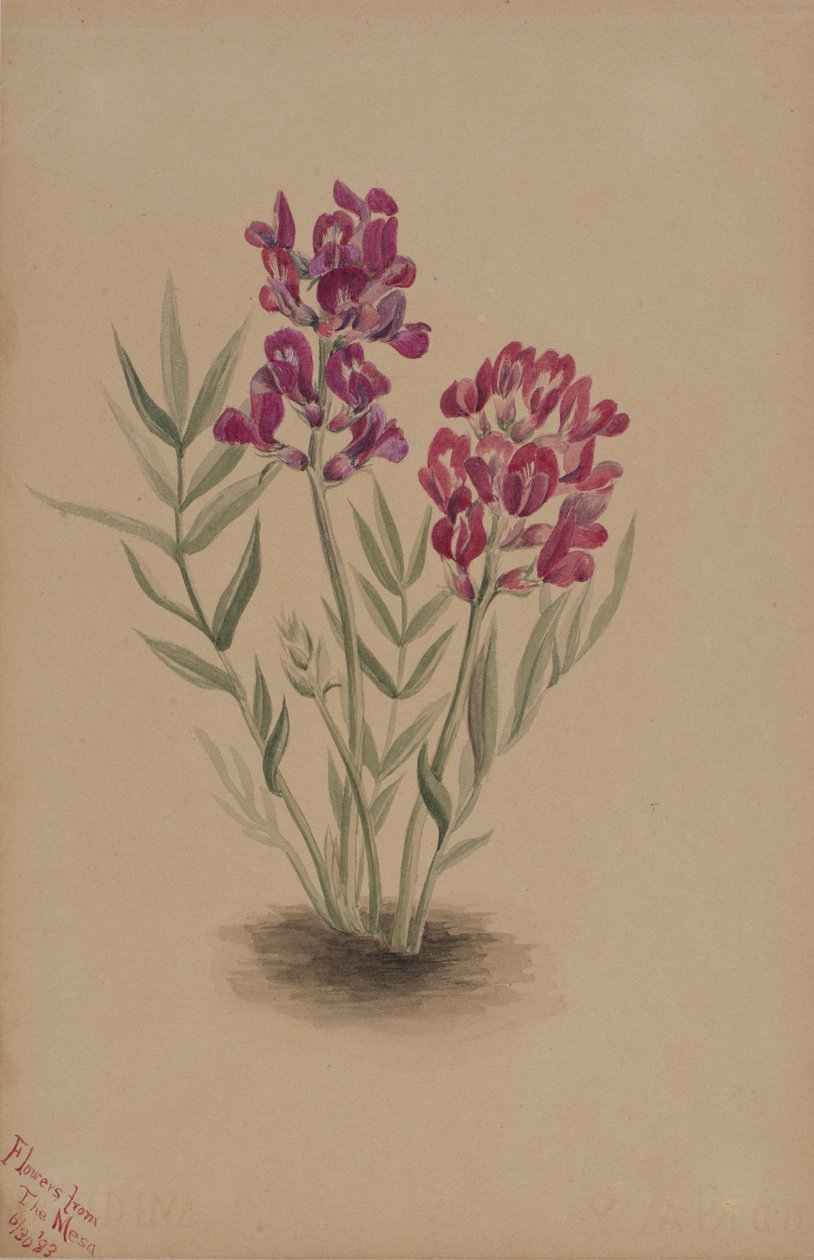Blommor från Mesa, 1883. av Mary Vaux Walcott