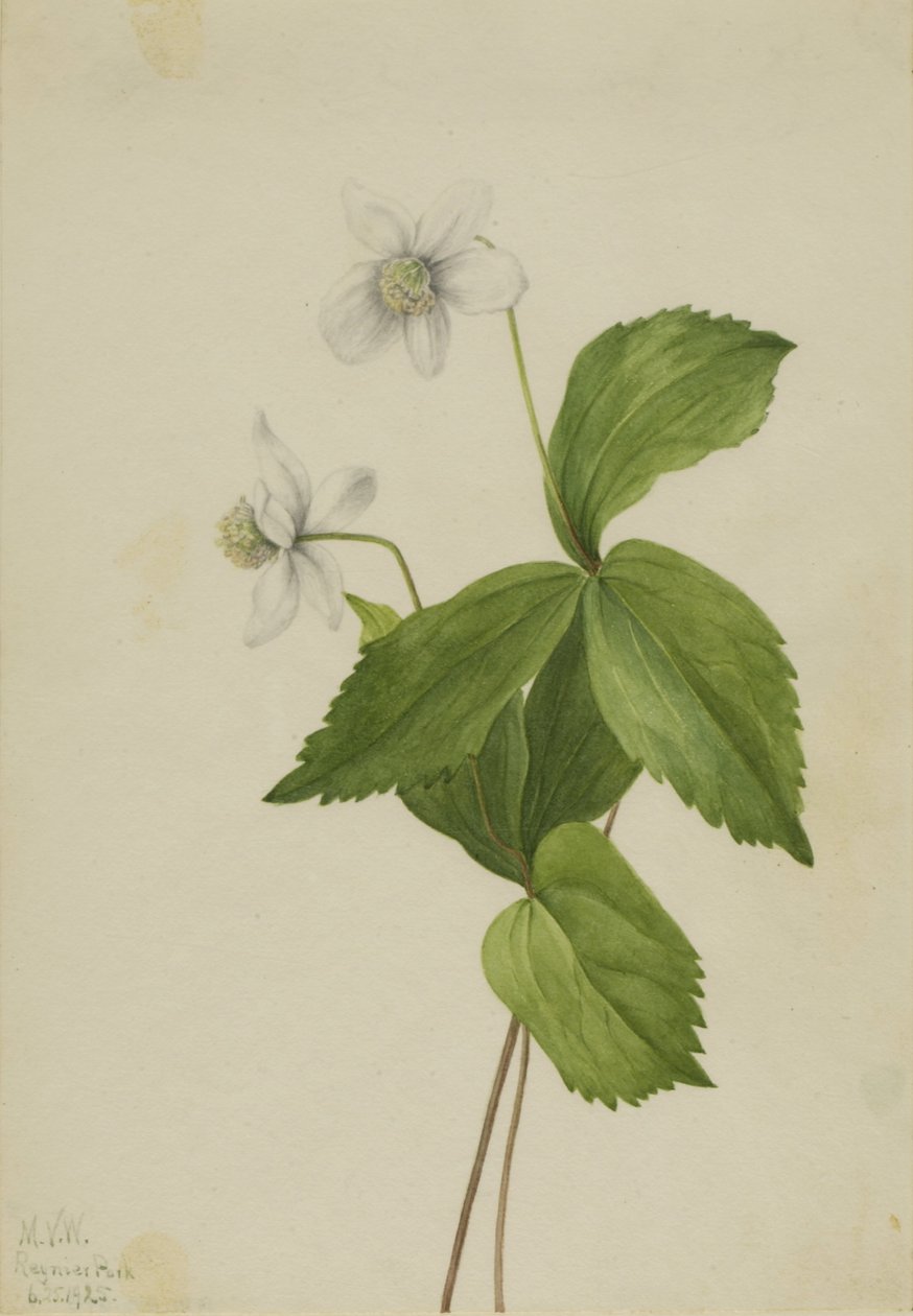 Skogsanemon (Anemone deltoidea) av Mary Vaux Walcott