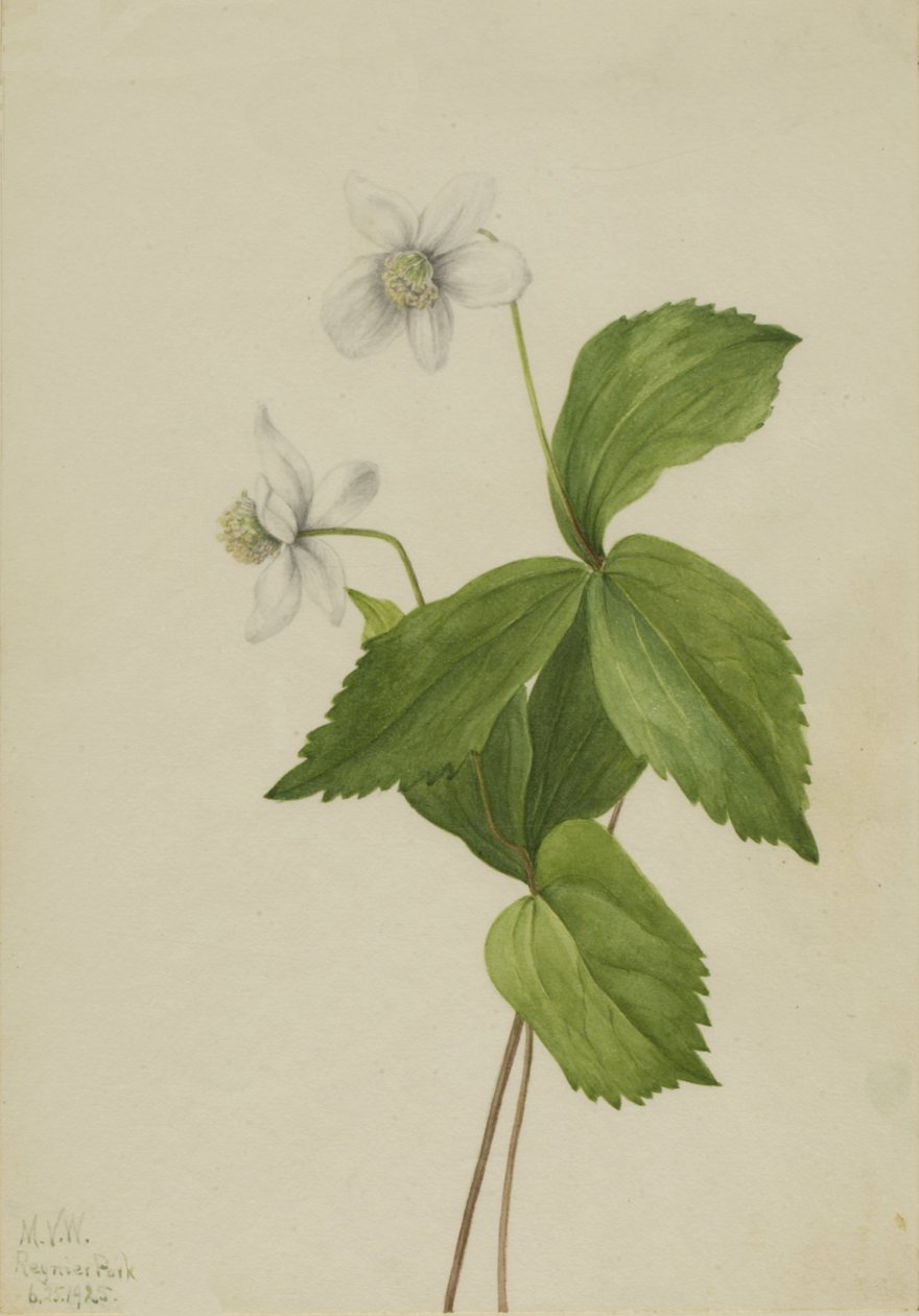 Skogssippan Anemone deltoidea, 1925. av Mary Vaux Walcott