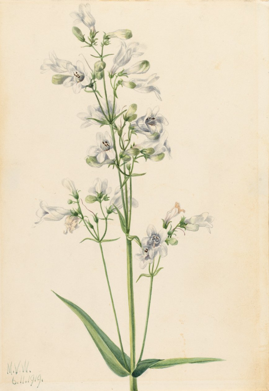 Foxglove Penstemon Penstemon digitalis, 1919. av Mary Vaux Walcott