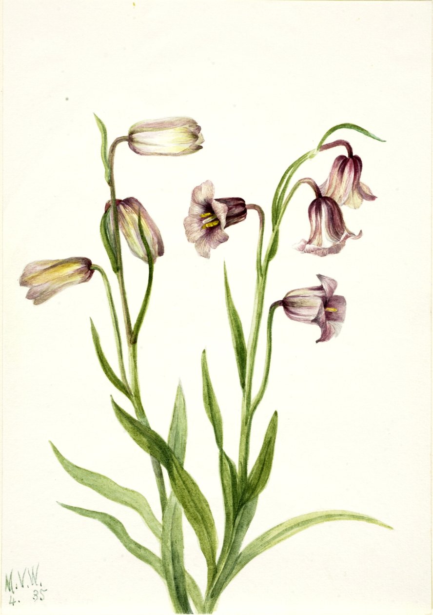 Fritillary (Fritillaria biflora) av Mary Vaux Walcott