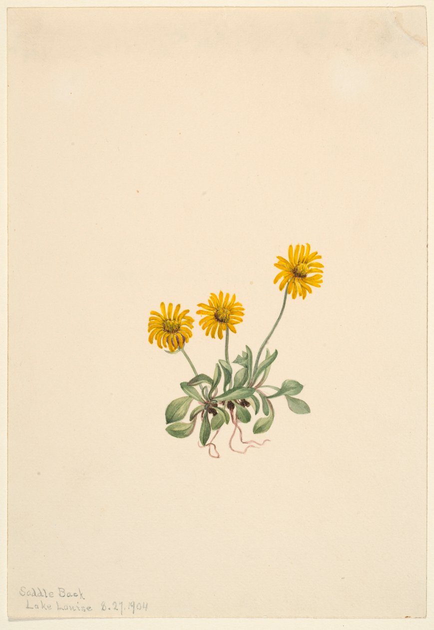 Gyllene flädervänderot (Erigeron aureus) av Mary Vaux Walcott