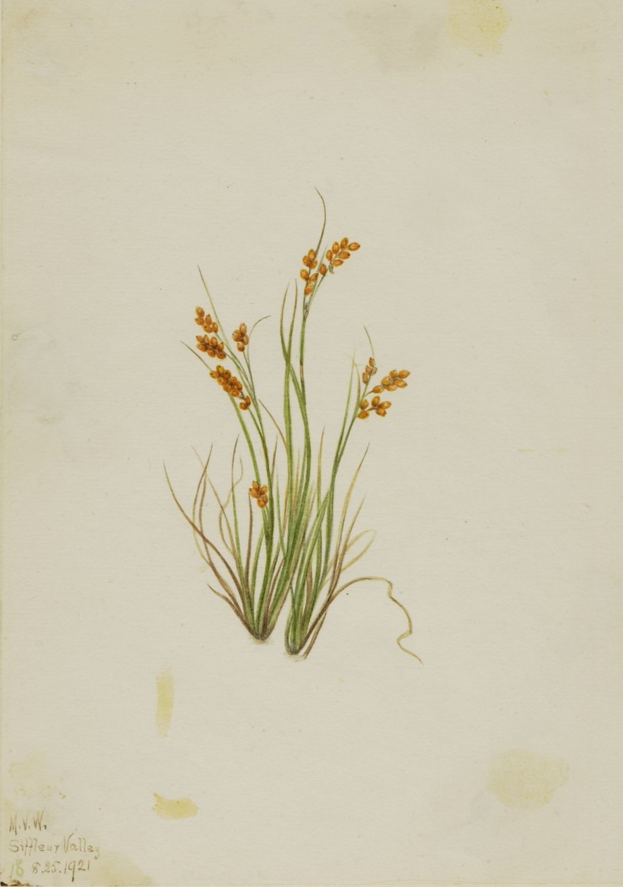 Gyllene starr (Carex aurea) av Mary Vaux Walcott