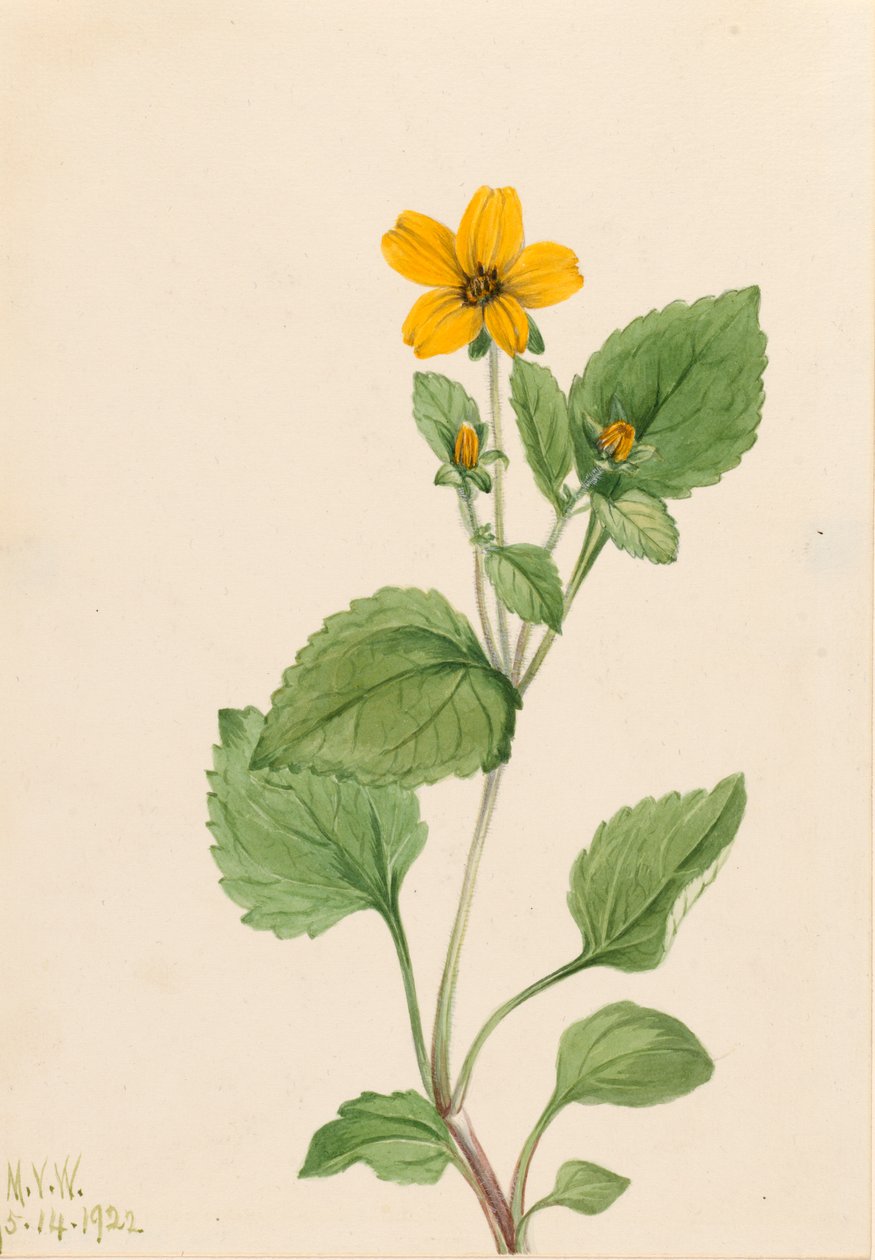 Gyllene stjärnan Chrysogonum virginianum, 1922. av Mary Vaux Walcott
