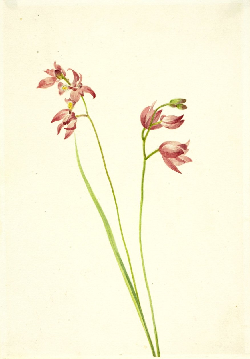 Gräsrosa orkidé Limodorum tuberosum, n.d. av Mary Vaux Walcott