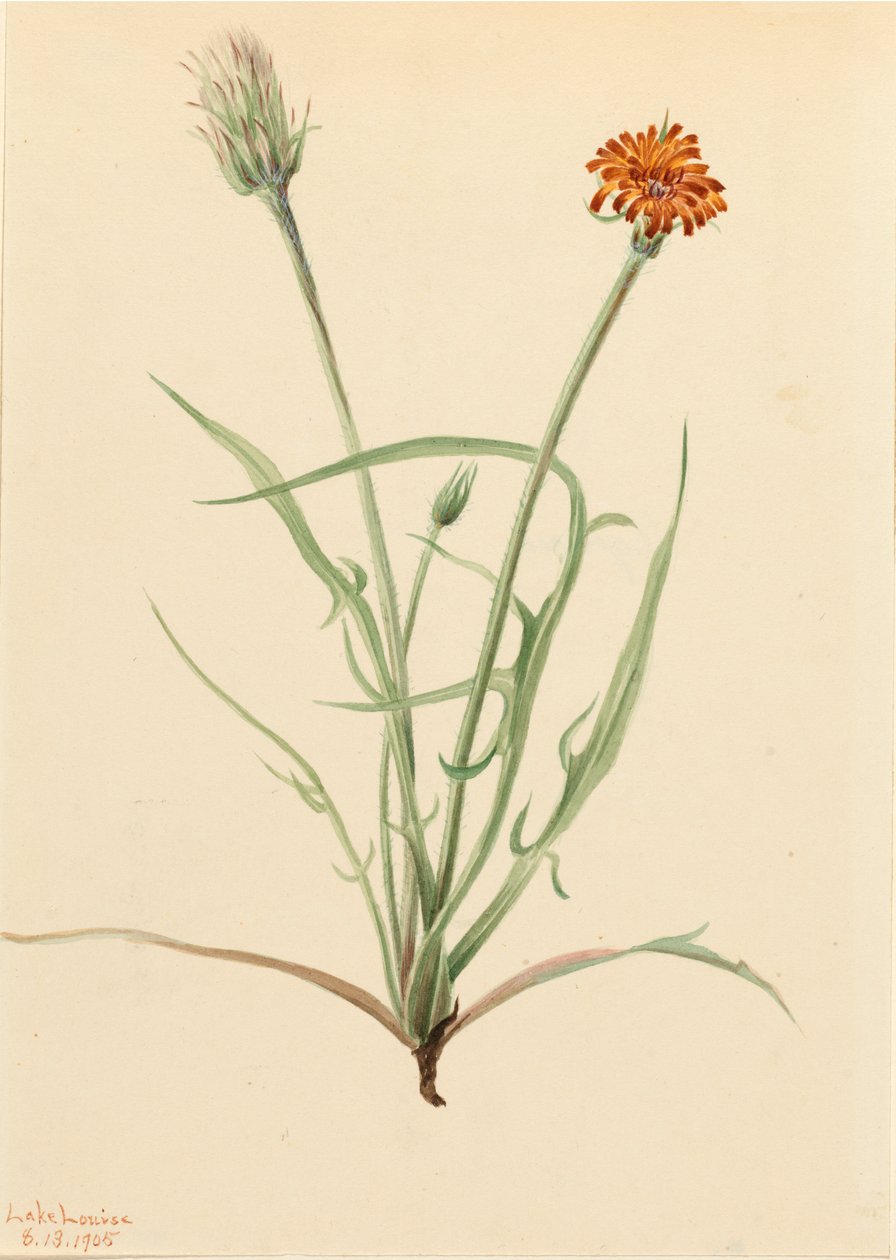 Gräsblad Agoseris Agoseris graminifolia, 1905. av Mary Vaux Walcott