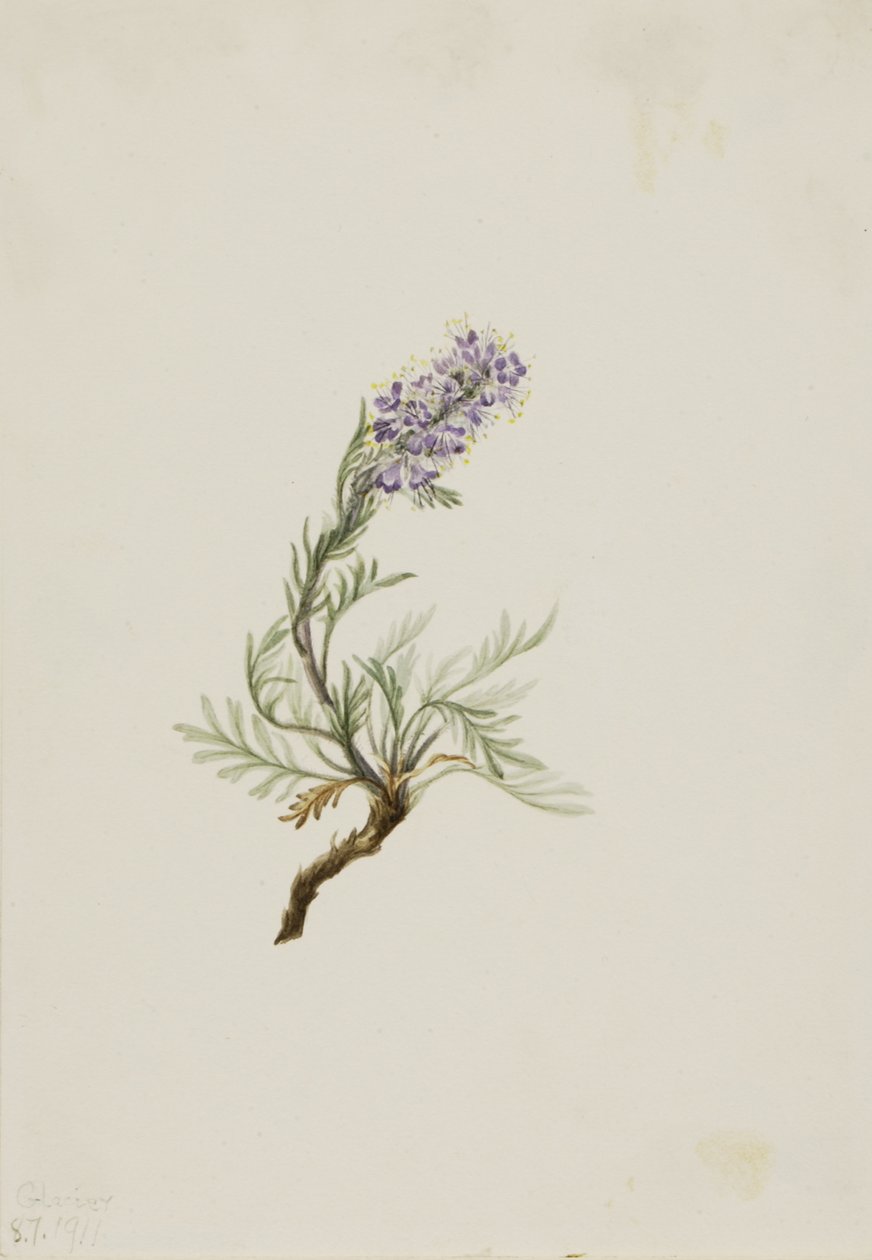 Grå Phacelia Phacelia sericea, 1911. av Mary Vaux Walcott
