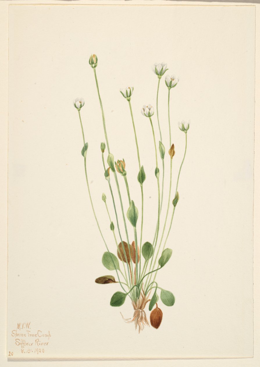 Grå rajgräs (Senecio canus) av Mary Vaux Walcott