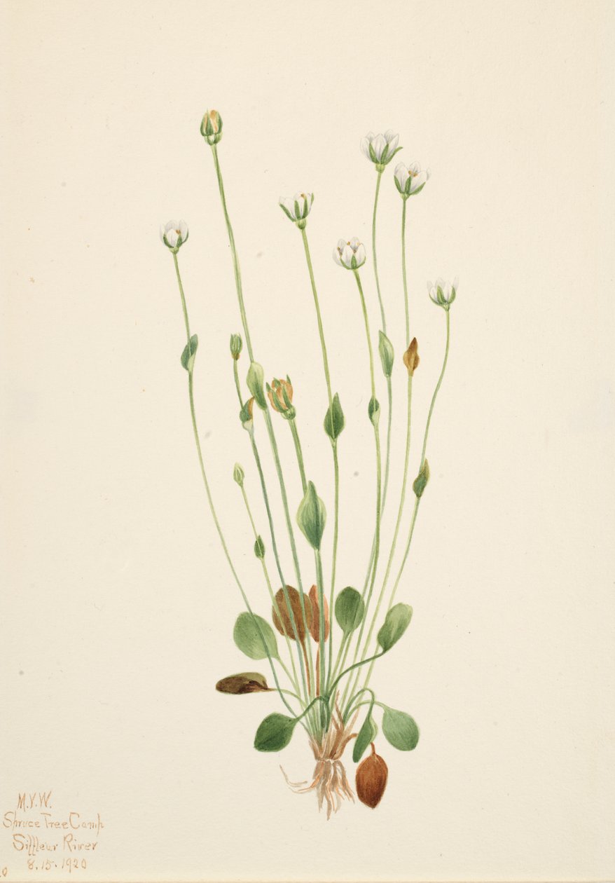Grå raggört Senecio canus, 1920. av Mary Vaux Walcott
