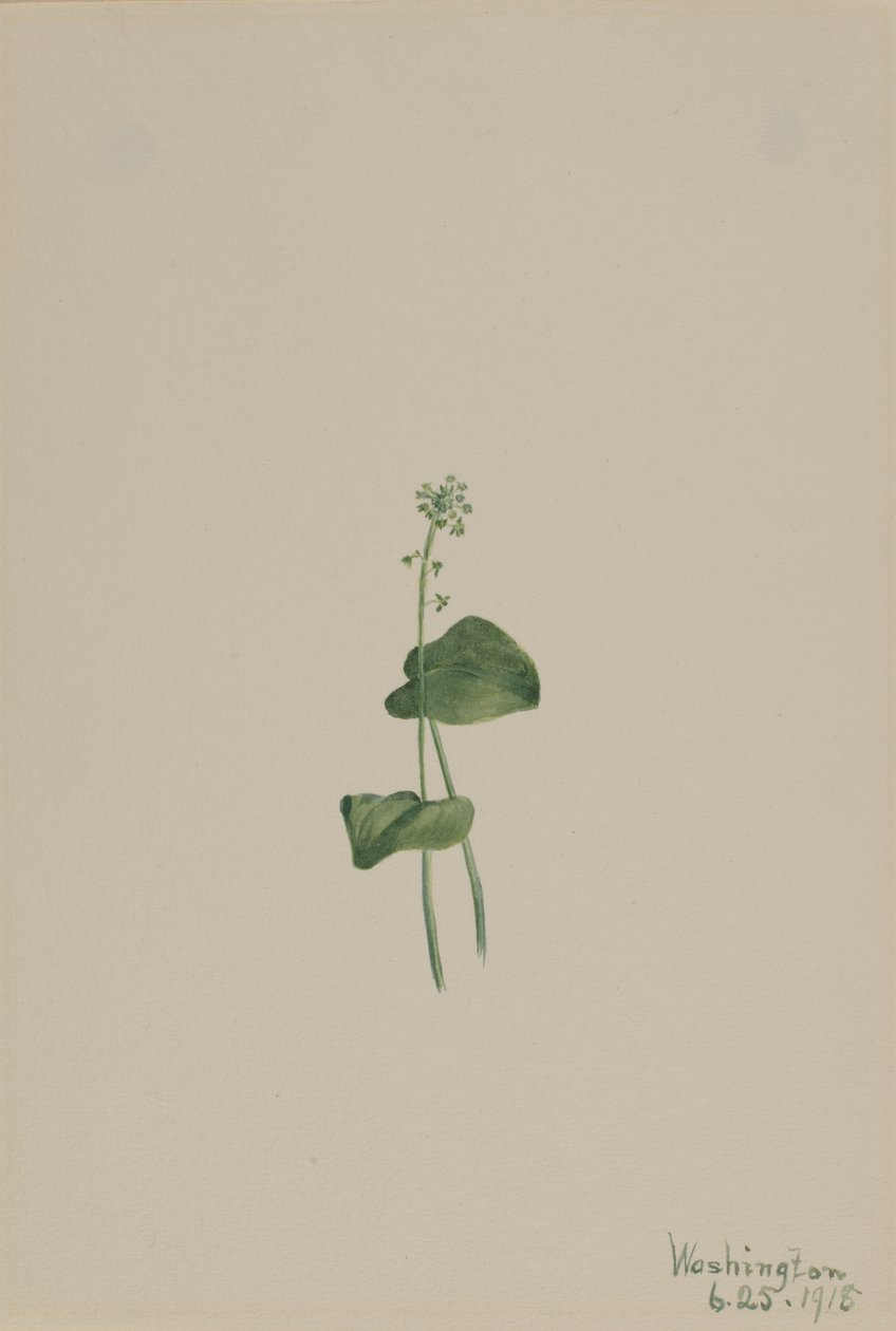 Grön ormstjärt (Malaxis unifolia) av Mary Vaux Walcott