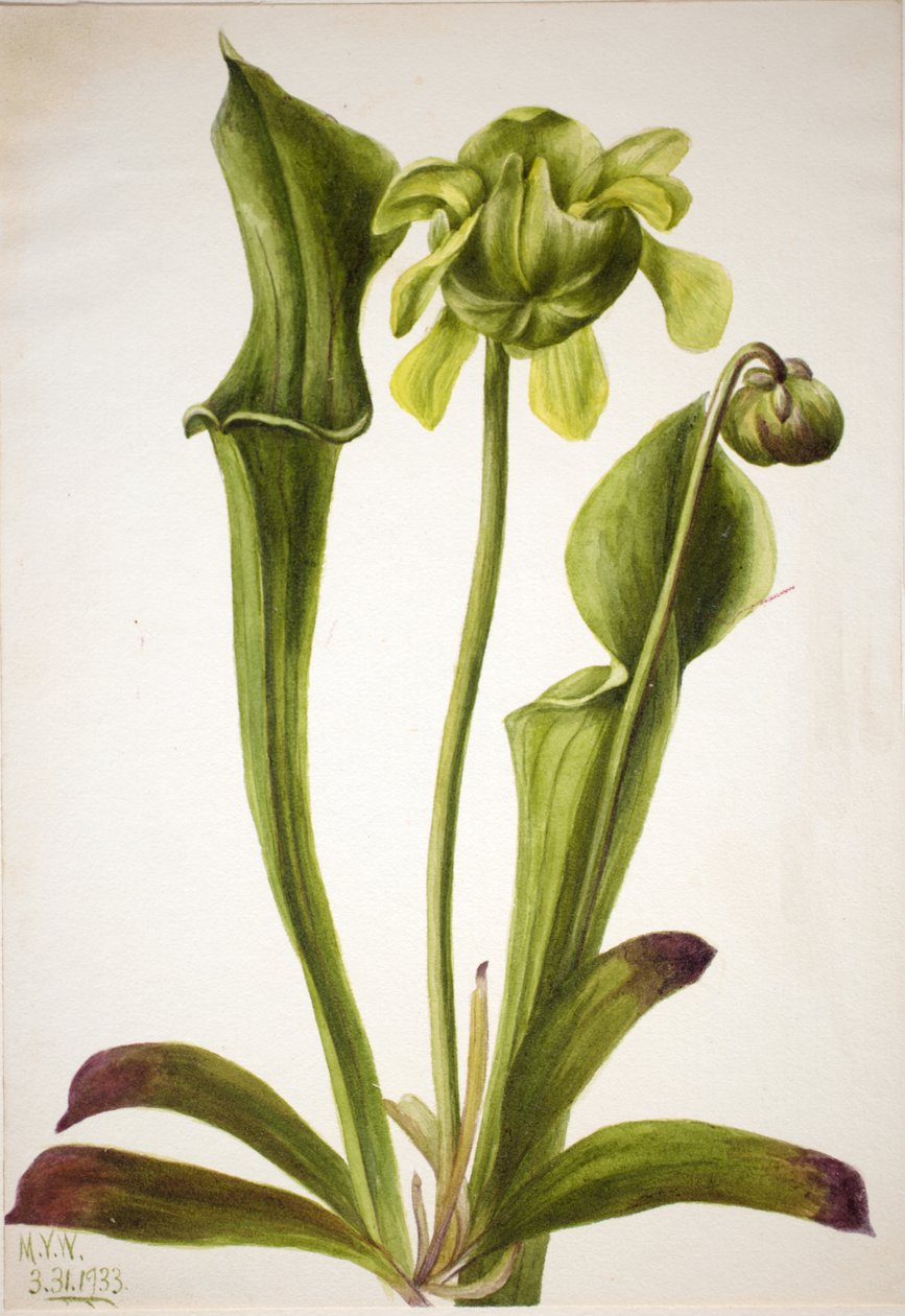 Grön pitcherplant Sarracenia orephila, 1933. av Mary Vaux Walcott