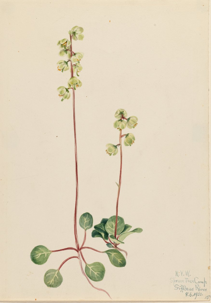 Grön pyrola (Pyrola chlorantha) av Mary Vaux Walcott