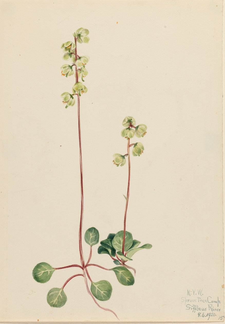 Grön Pyrola Pyrola chlorantha, 1920. av Mary Vaux Walcott